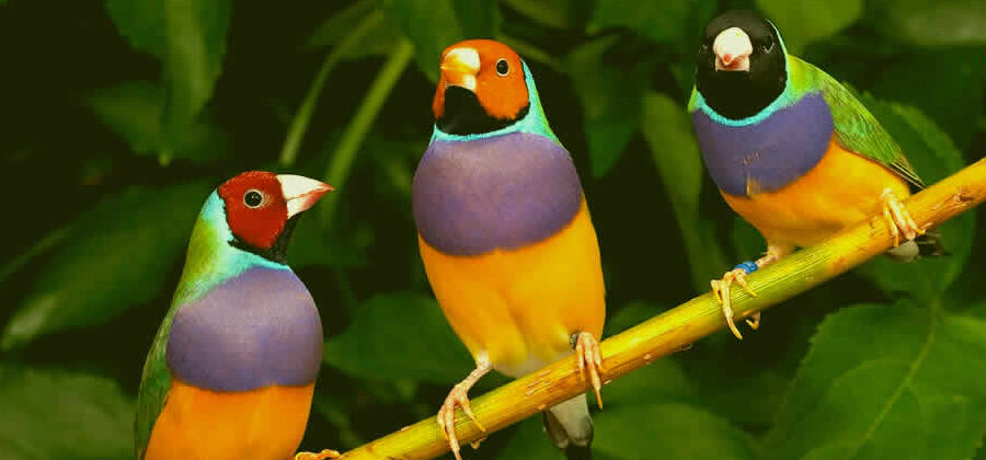aves hermosas mas coloridas