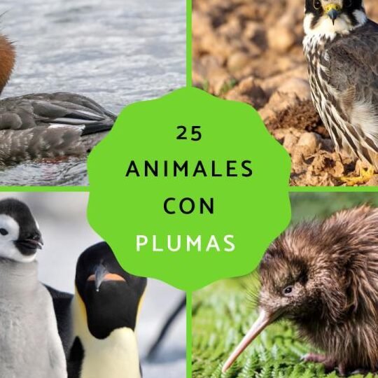 descubre los nombres de animales con la letra w