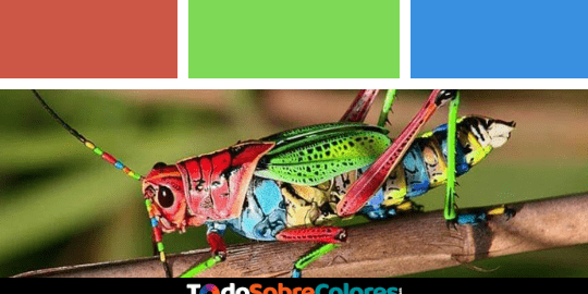 insectos mas coloridos