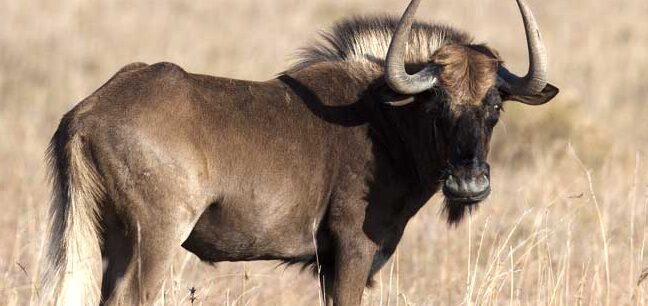 Nombres De Animales Con La Letra N 2 8 Nombres De Animales Con La Letra N 2