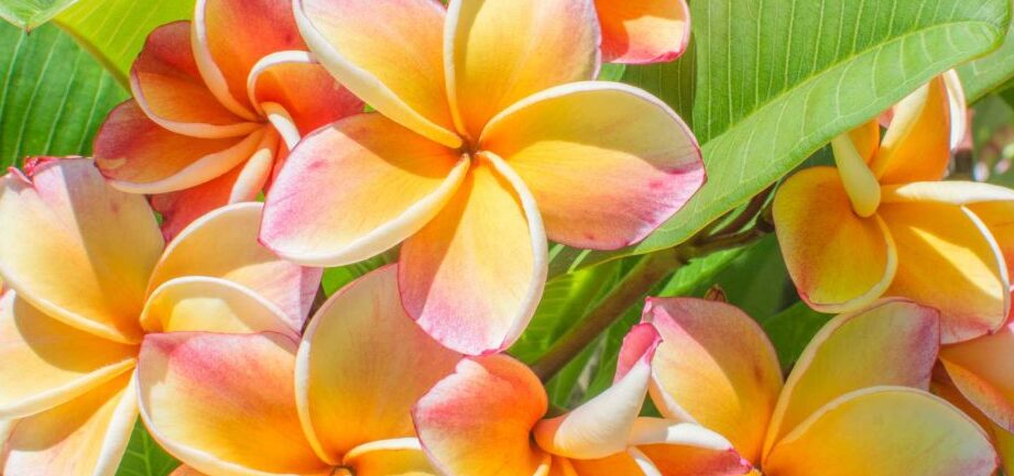 todo sobre flor hawaiana 1