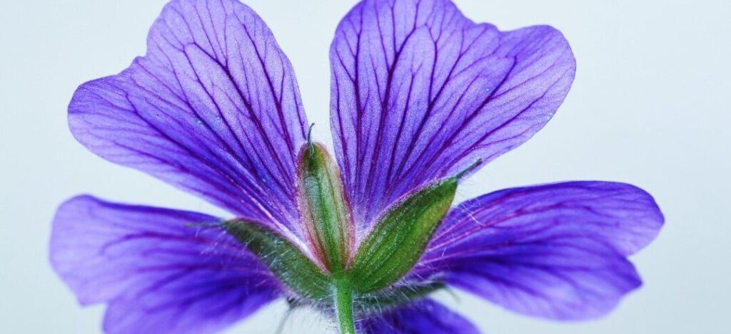 todo sobre la flor violeta 1